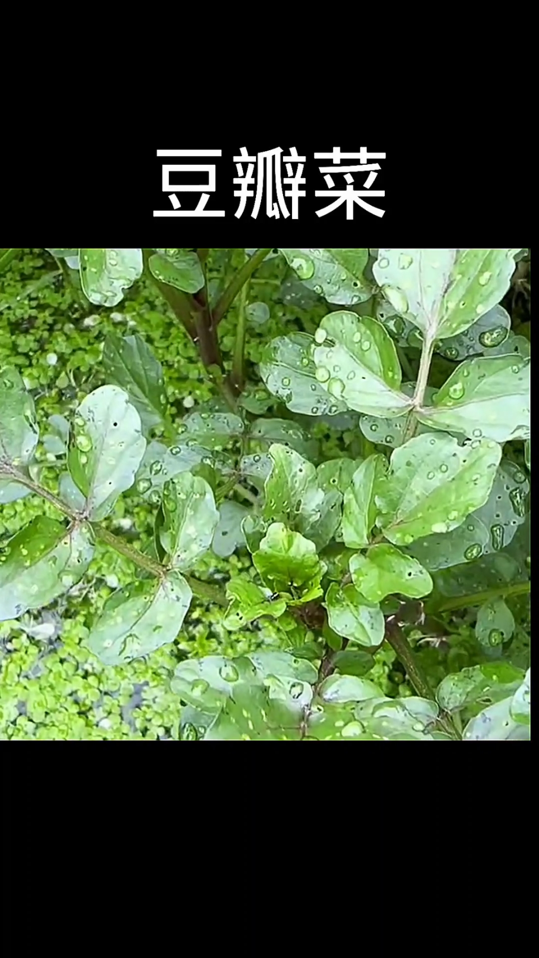 豆瓣菜,植物,植物科普