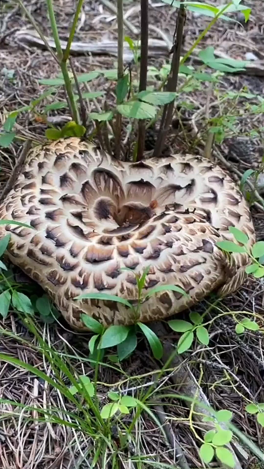 植物,野生植物,草本植物