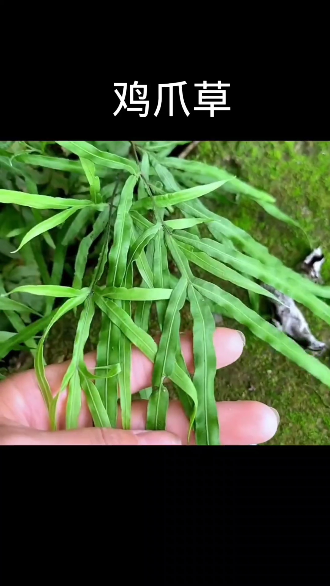 鸡爪草,植物科普,植物