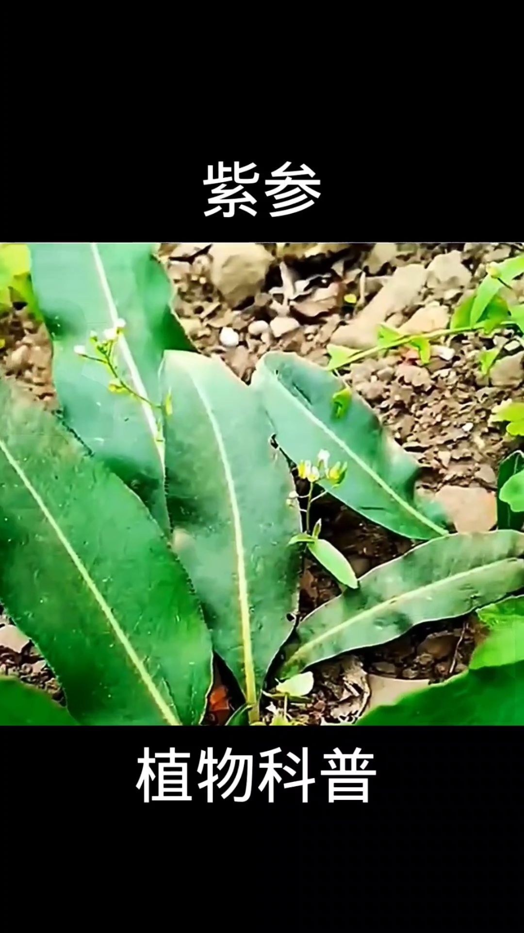 紫参,植物科普,植物