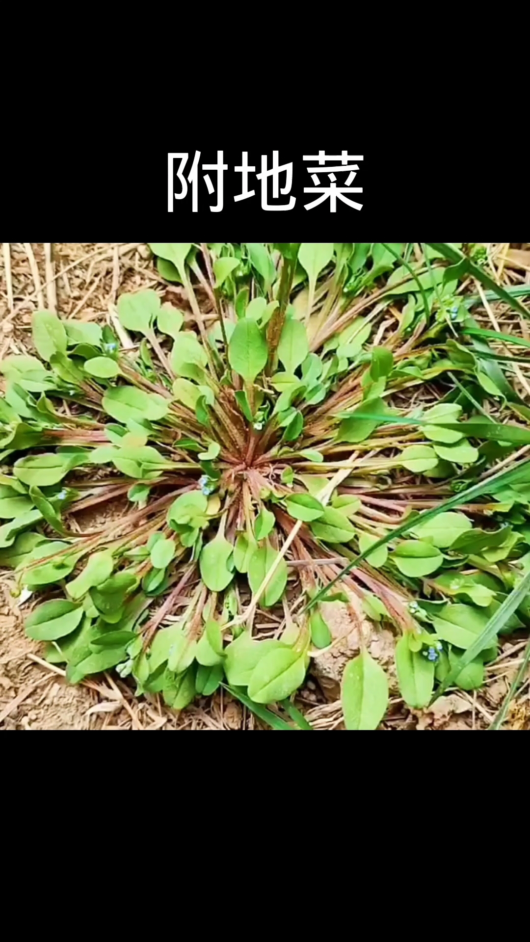 附地菜,植物科普,植物