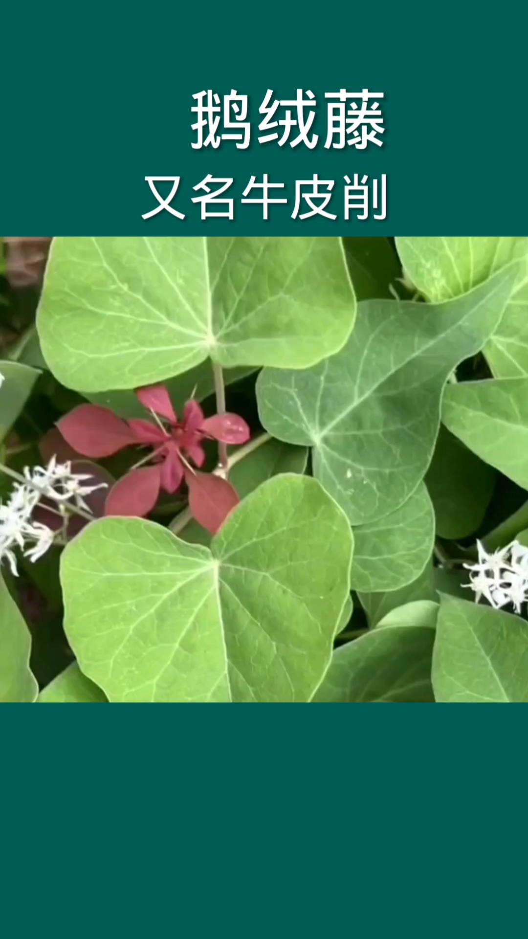 鹅绒藤,农村不够了,看到它一定采点回家