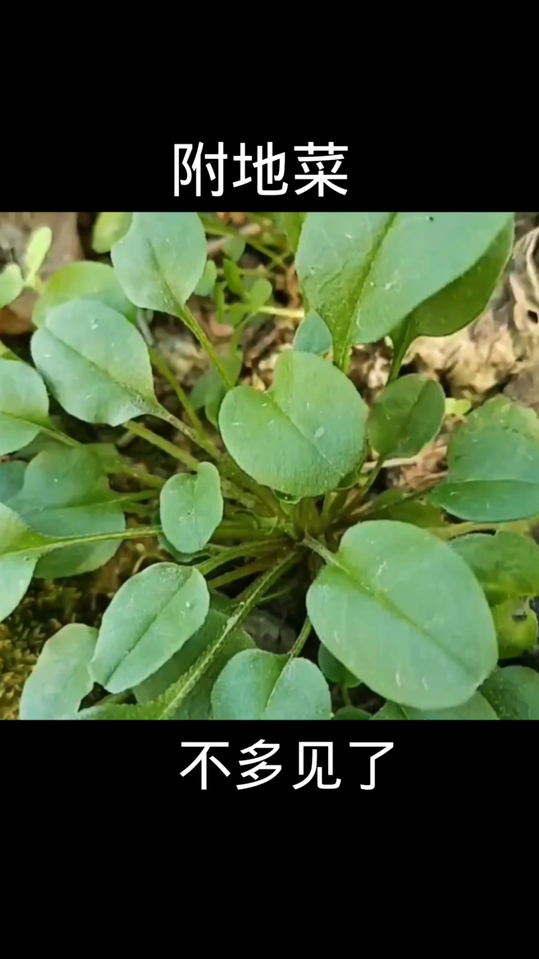 附地菜,植物科普