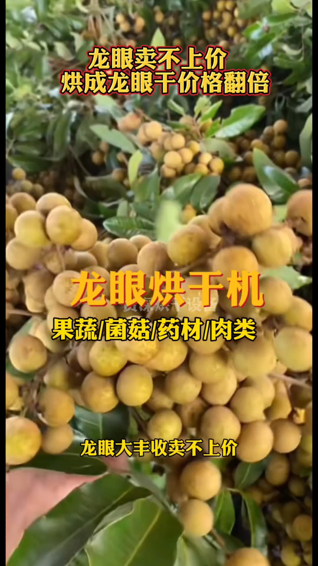 #龙眼烘干机#水果蔬菜菌菇药材肉类烘干机#智能烘干房