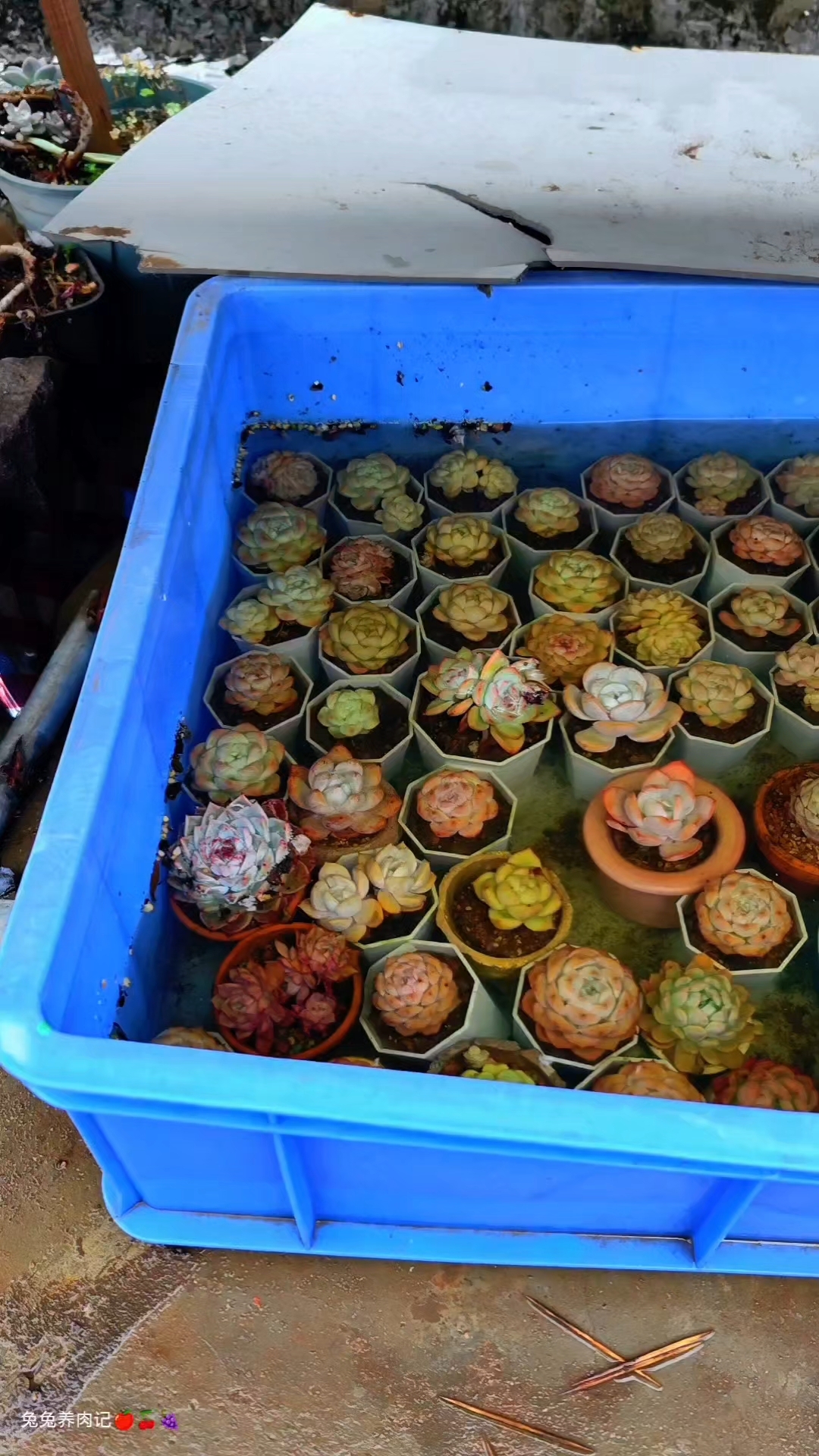 浸盆过后的雪莲粉都掉光了,颜值大打折扣,天鹅绒今年最美。