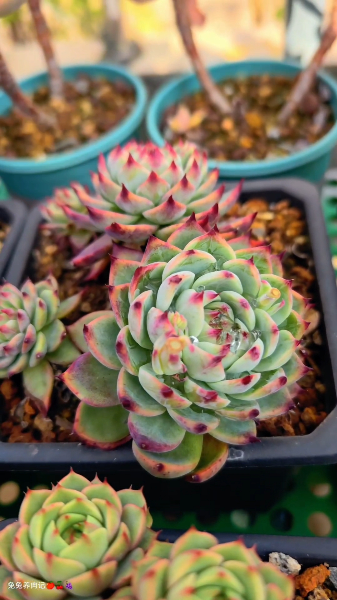 吉娃娃多肉,莲花座造型,控得好时叶片饱满紧凑,红爪爪艳丽。 