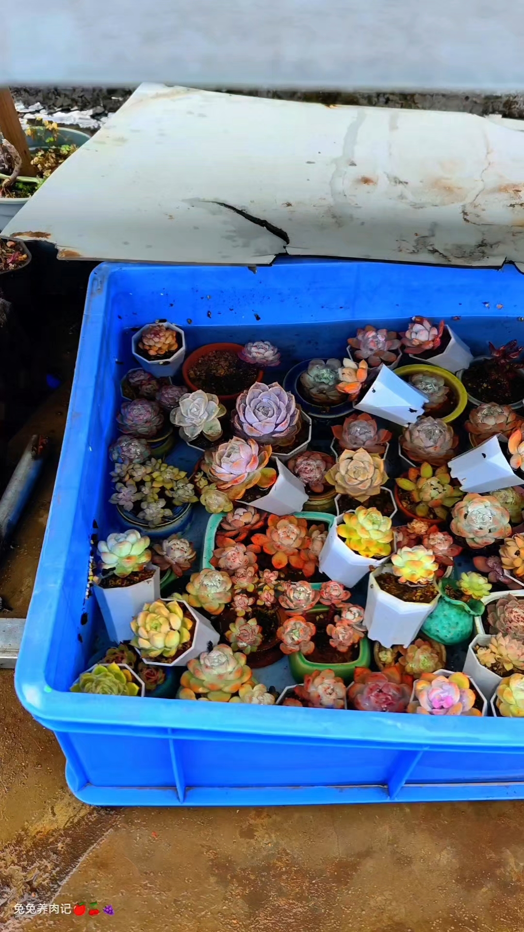 简单粗暴的浇水方式但却很管用,捞出来的多肉个个如出水芙蓉。