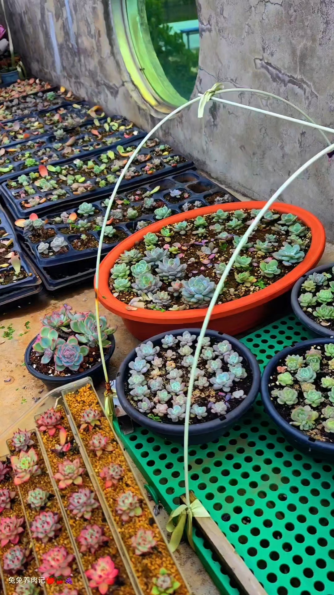 月亮石是一款东云系的多肉,但却非常容易度夏,颜值也高。