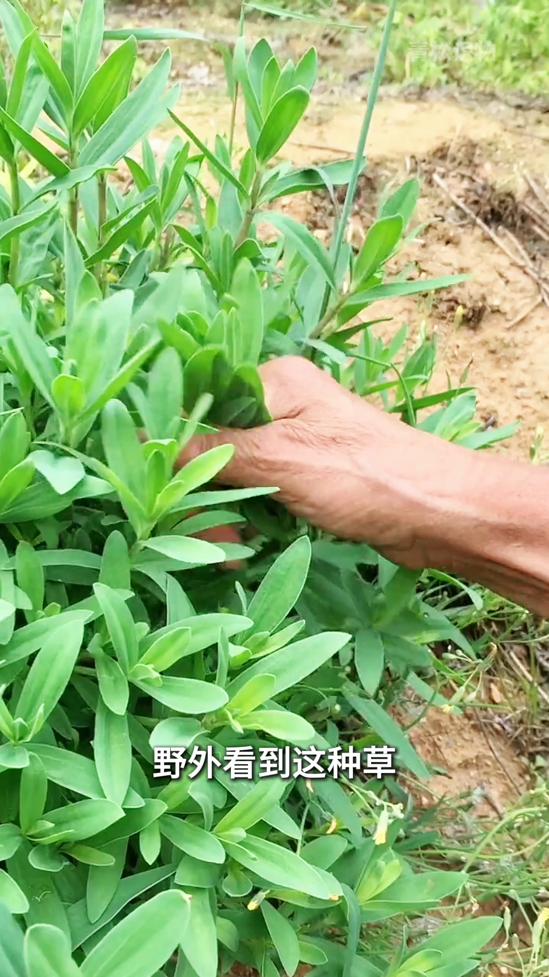 十几种野菜你爱吃吗