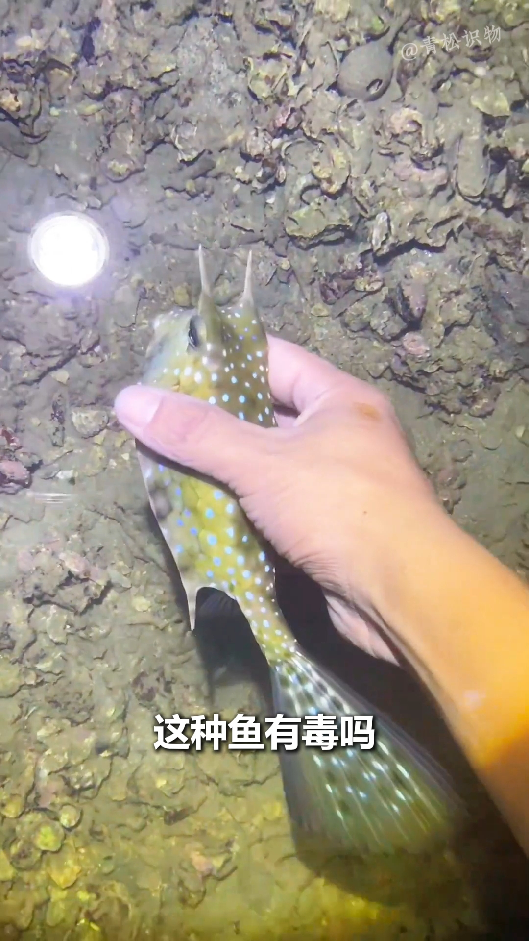 18种海里的鱼！