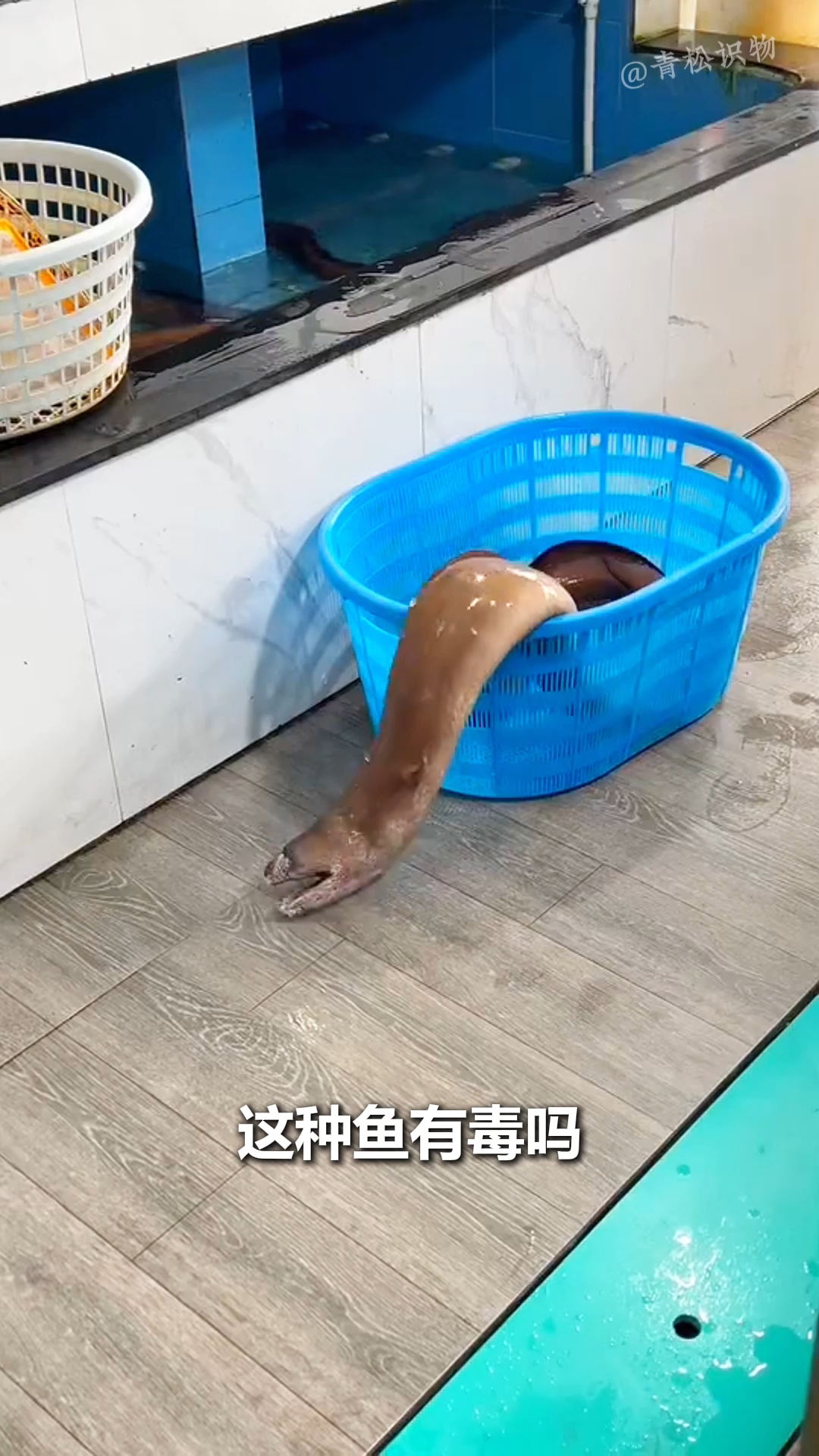 分享十几种海水鱼!