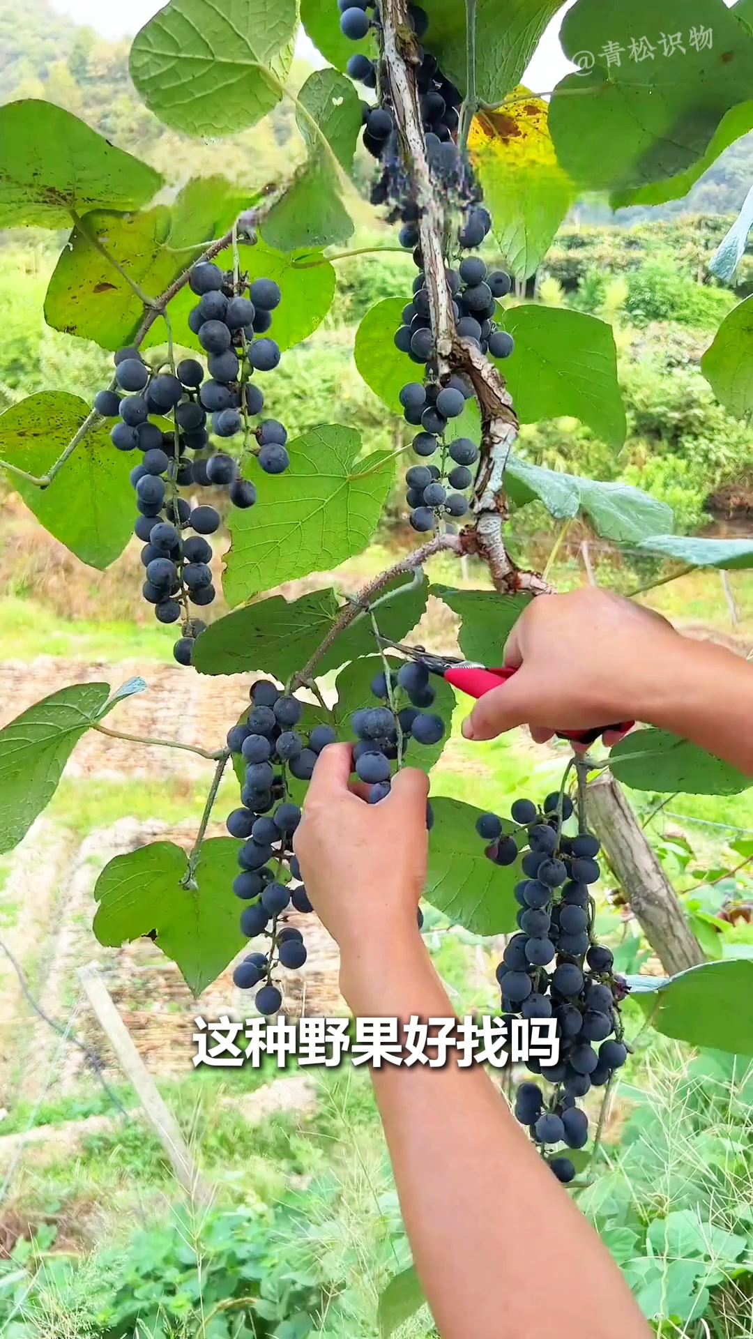 18种好找的农村野果！