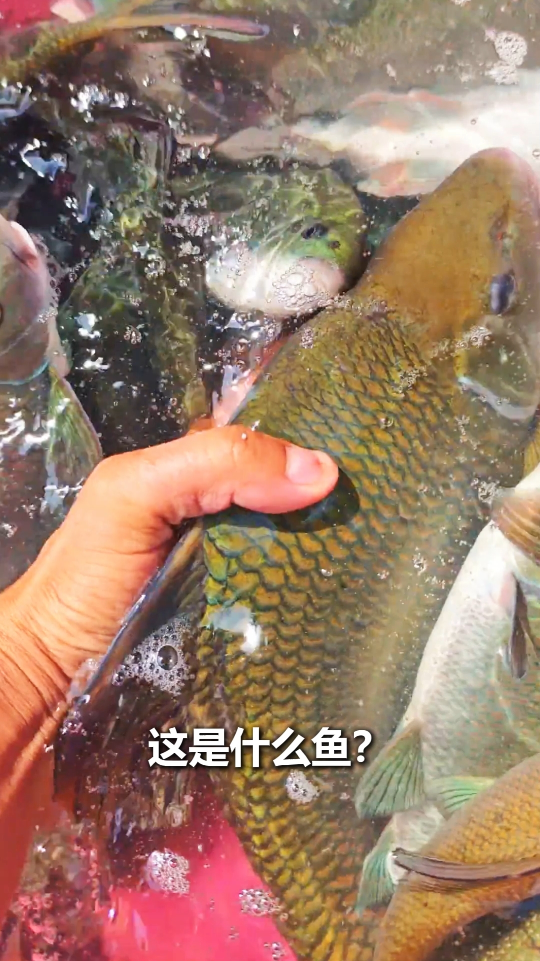 分享科普十几种鱼和价格，你觉得哪个实惠？