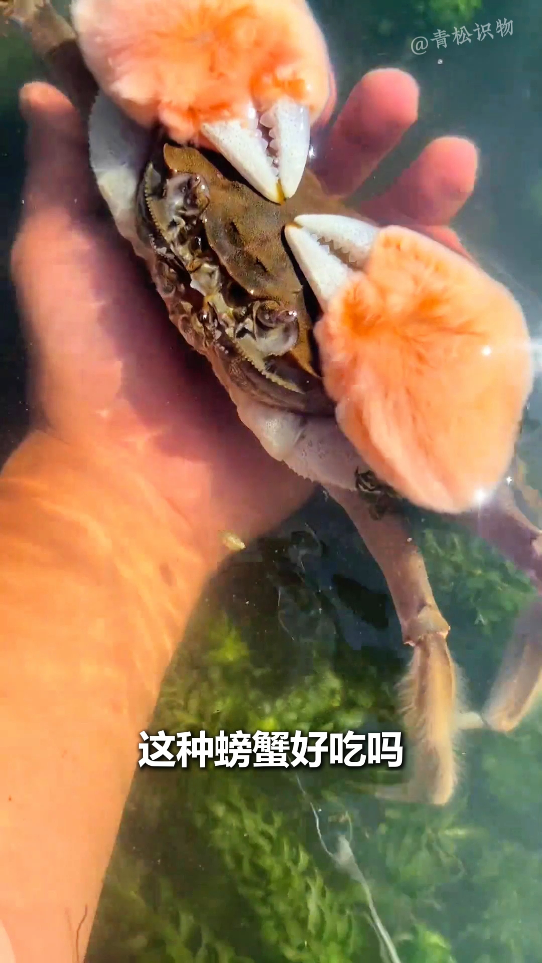 14种螃蟹？
