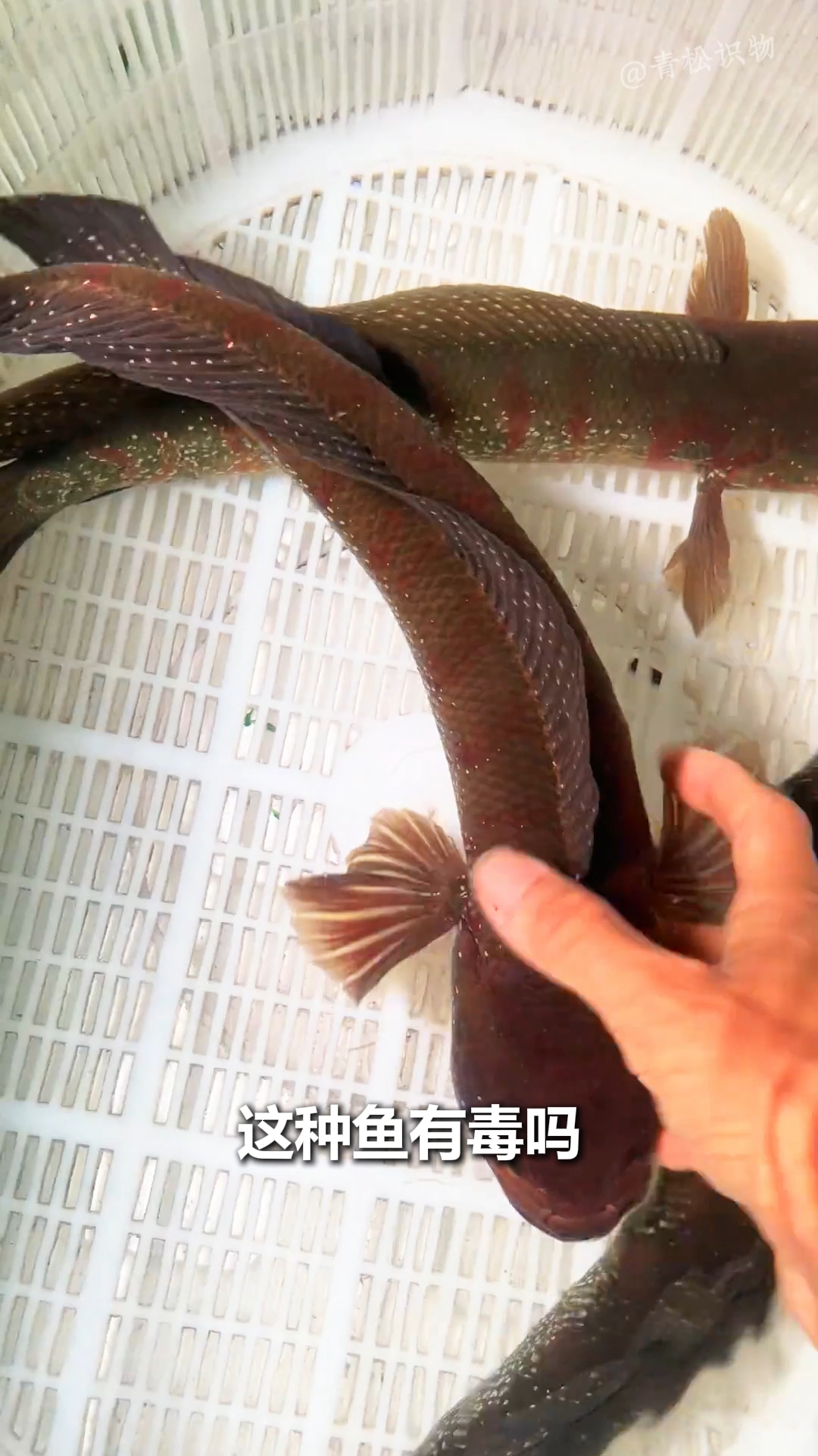 带你认识19种淡水鱼！