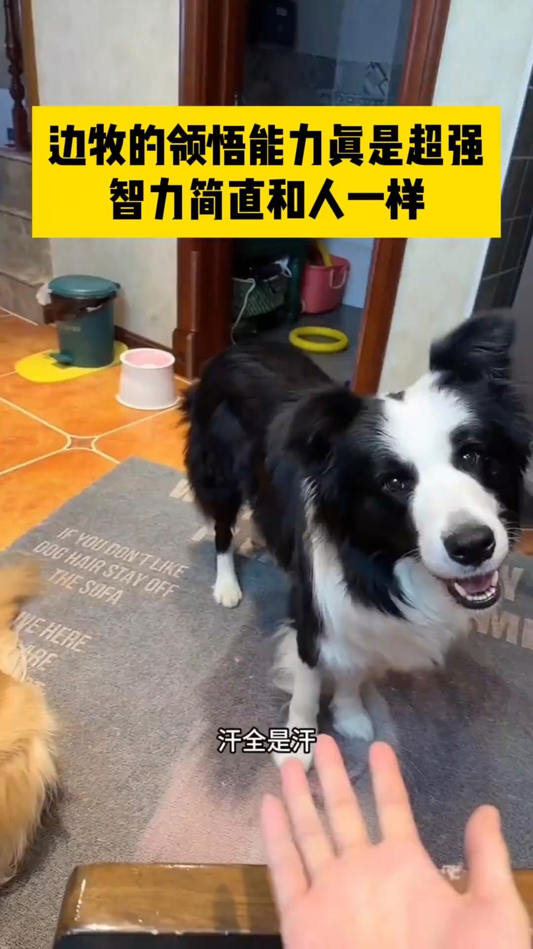 边牧的理解能力究竟有多强!无需主人说话它就知道主人的意图