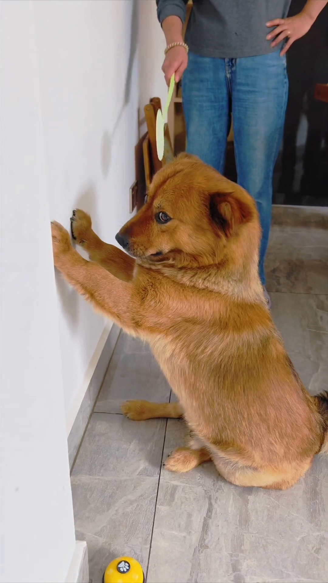 这个狗狗鬼精鬼精的,智商太高有时候主人都怕它。