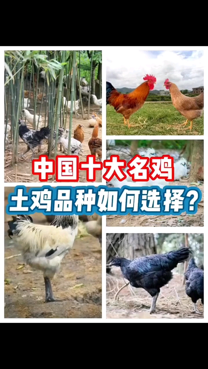 中国十大名鸡盘点！教你挑最优质土鸡，肉质鲜嫩不踩坑～