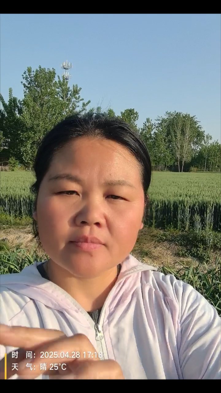 紫叶莴笋控旺关键期揭秘