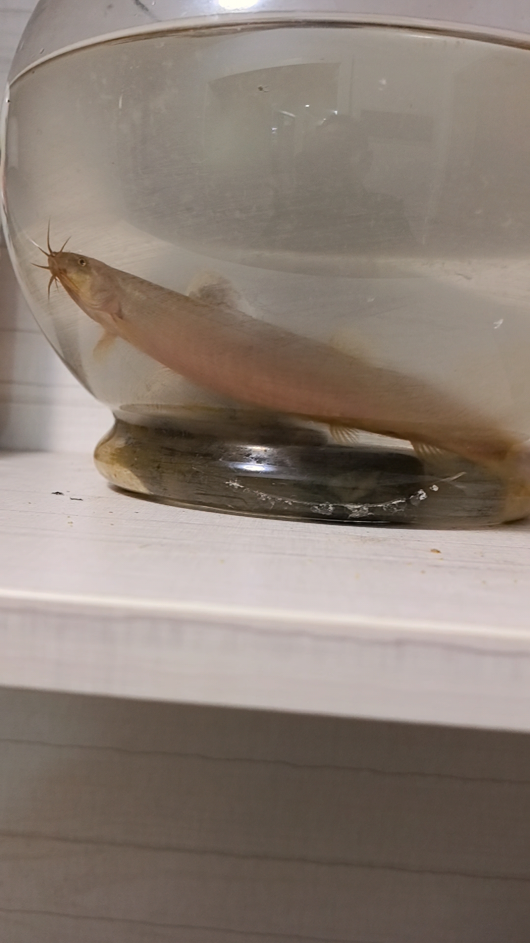 泥鳅和鲫鱼也一块完。