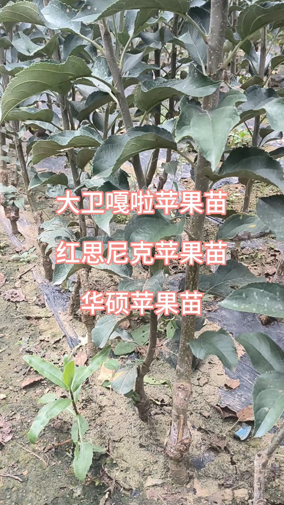 大卫嘎啦苹果苗