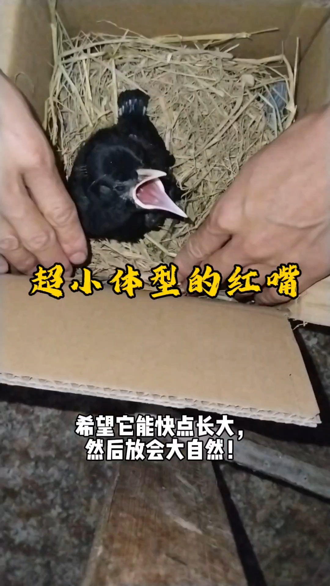 盘飞神奇,红嘴山鸦
