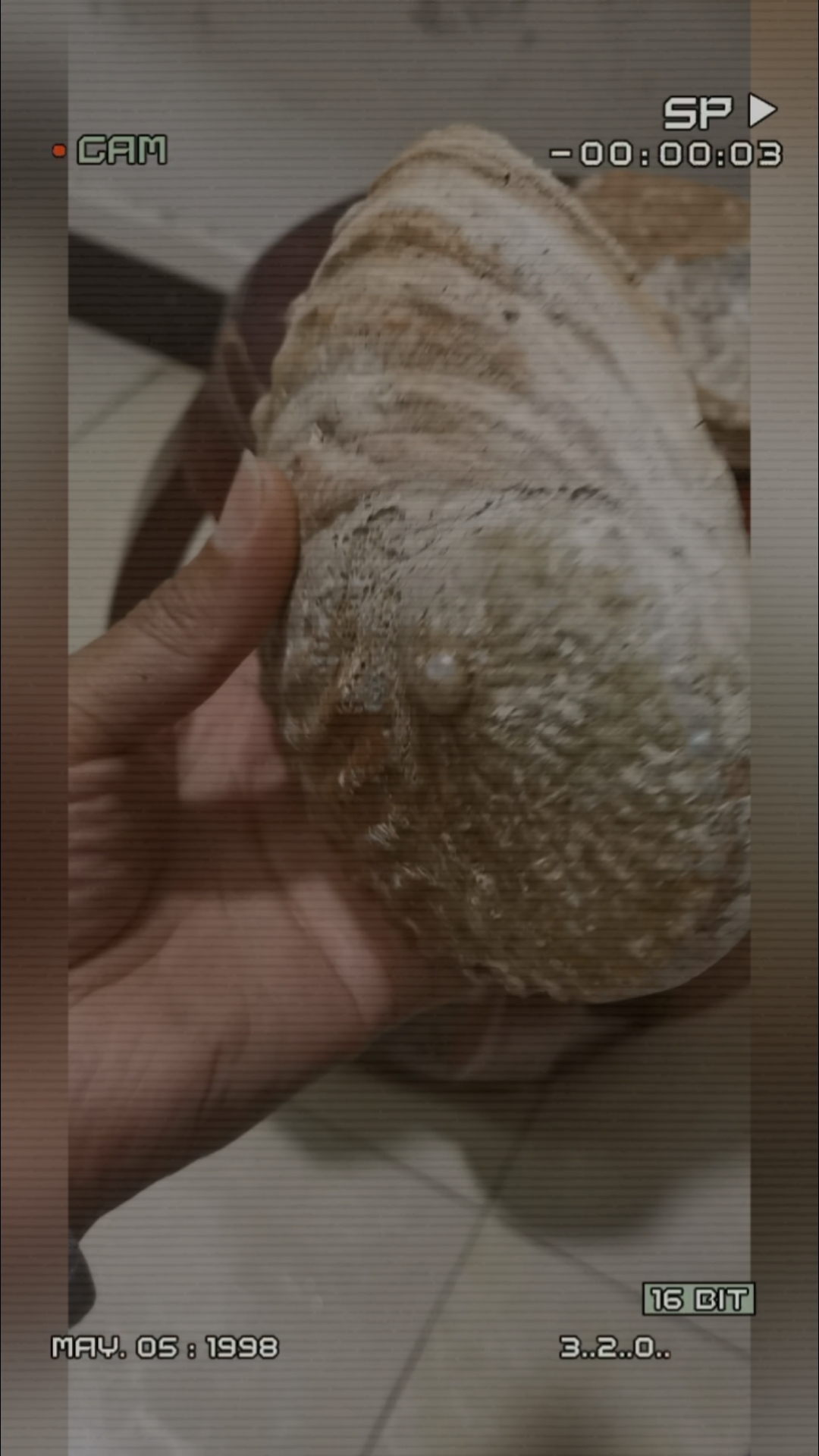 大鲍鱼壳,海鲜,工艺品