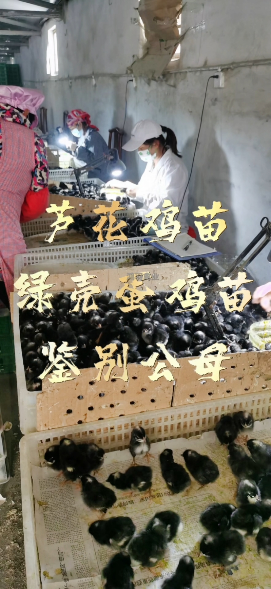 芦花鸡苗价格芦花鸡苗多少钱一只