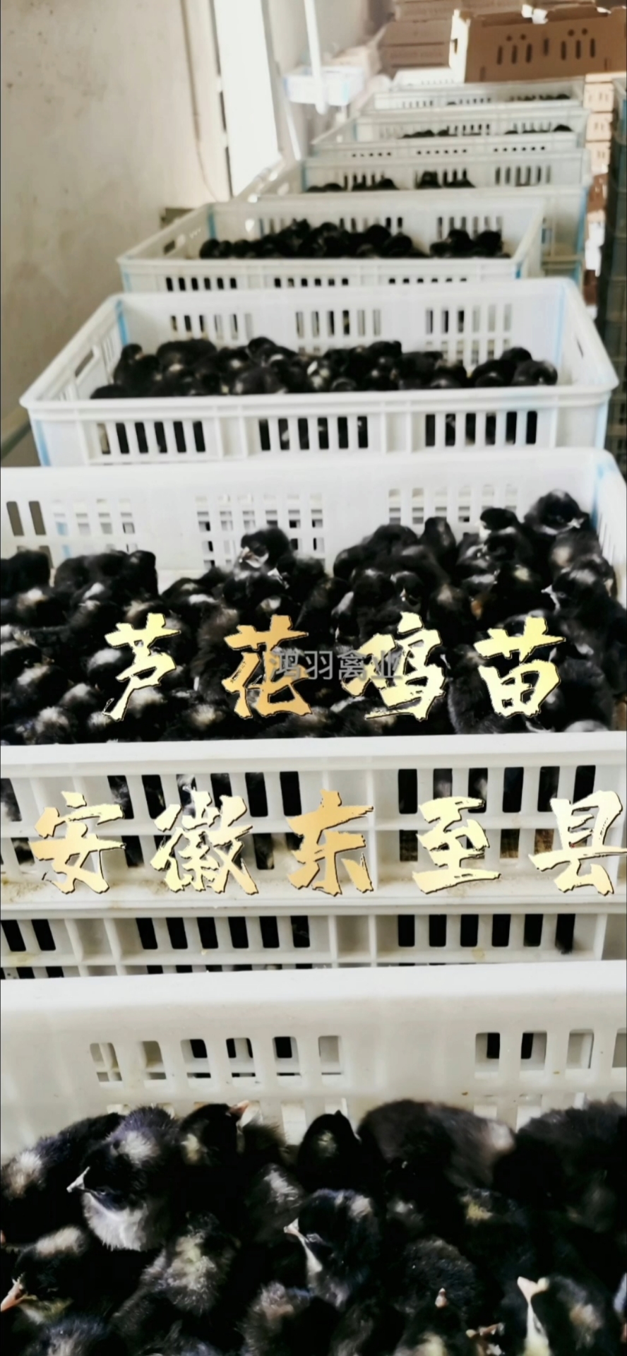 芦花鸡苗安徽东至县专车送达