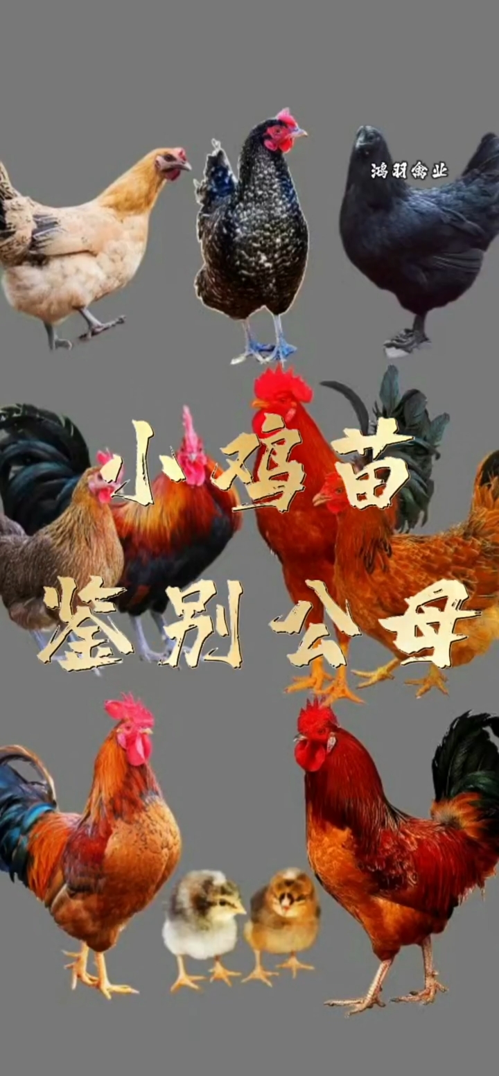 鸡苗鉴别公母小鸡苗孵化养殖鸡苗出售
