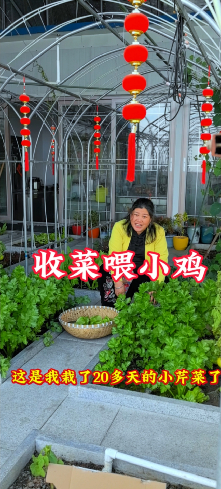 小芹菜苗育好了,阳台上花盆,泡沫箱子里面都可以栽