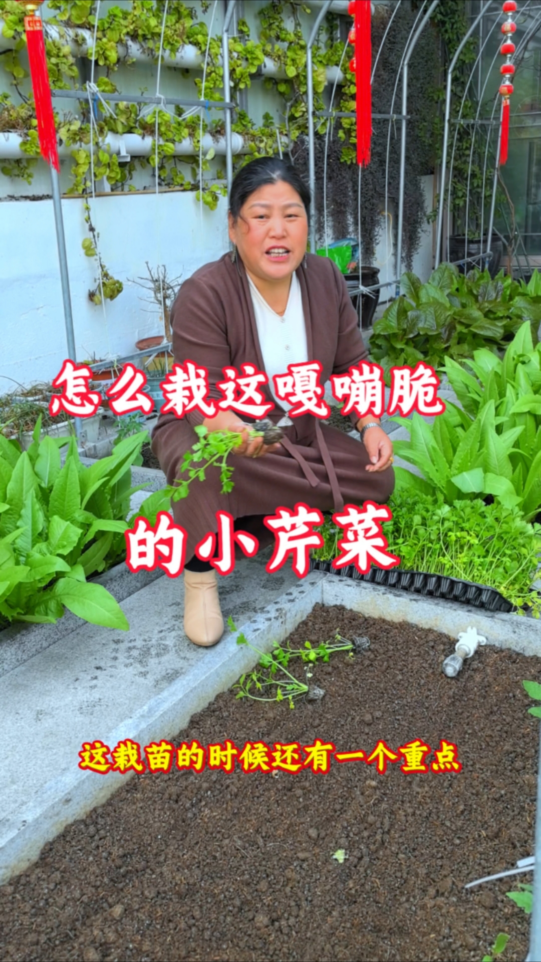 要想栽好芹菜苗,注意以下几个重点,小芹菜成活率高缓苗快长势好