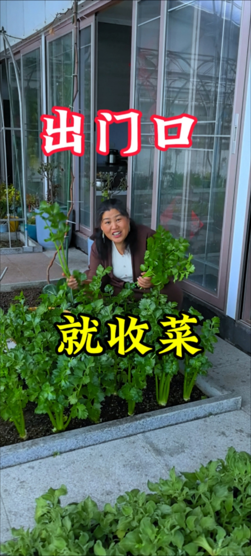 看这是栽了四个多月的小芹菜长怎么样#三农计划#热问计划第二季