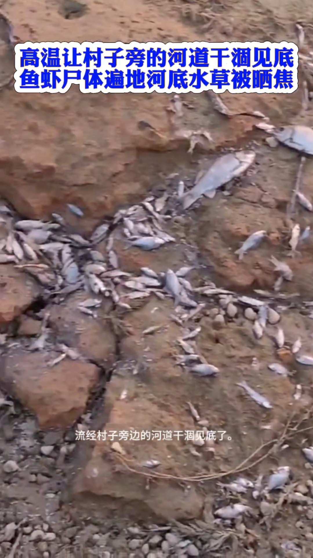 高温让村子旁的河道干涸见底，鱼虾尸体遍地，河底水草都被晒焦了