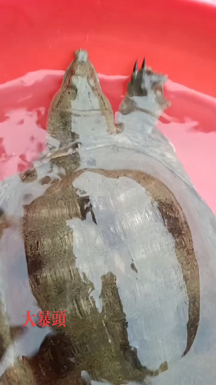 超级肌肉大爆头老山甲!头真的很大!