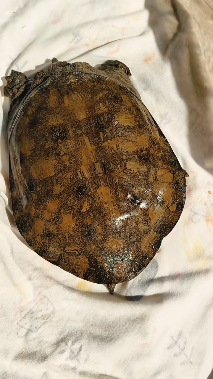 极品黄山溪流甲鱼,甲鱼界天花板。好看美丽迷人!!