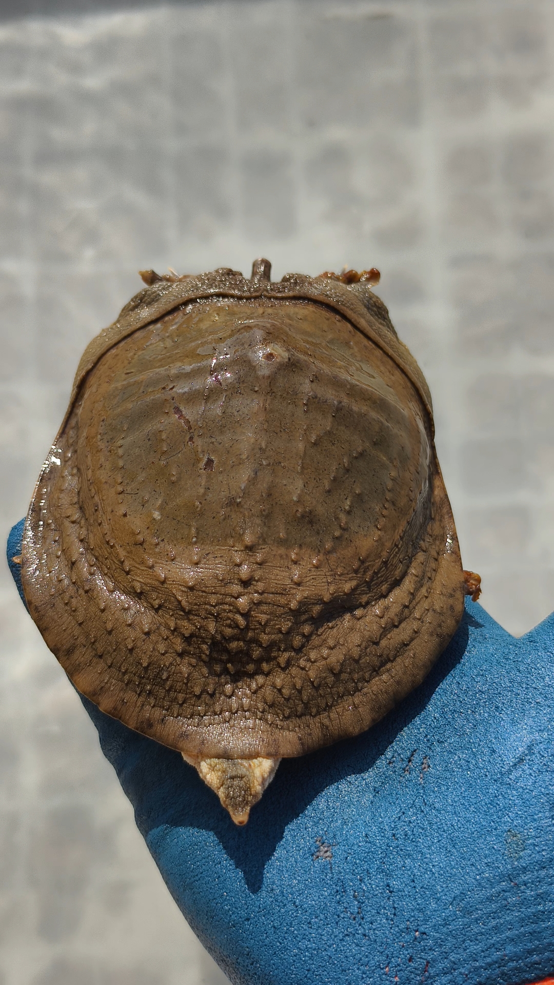 中国最丑的溪流鱼