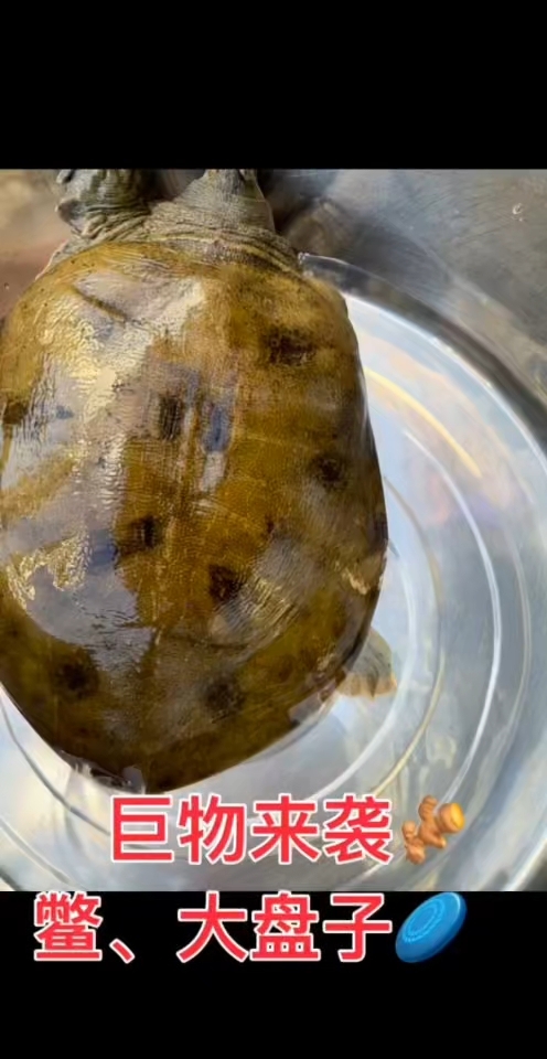 湘江鱼
