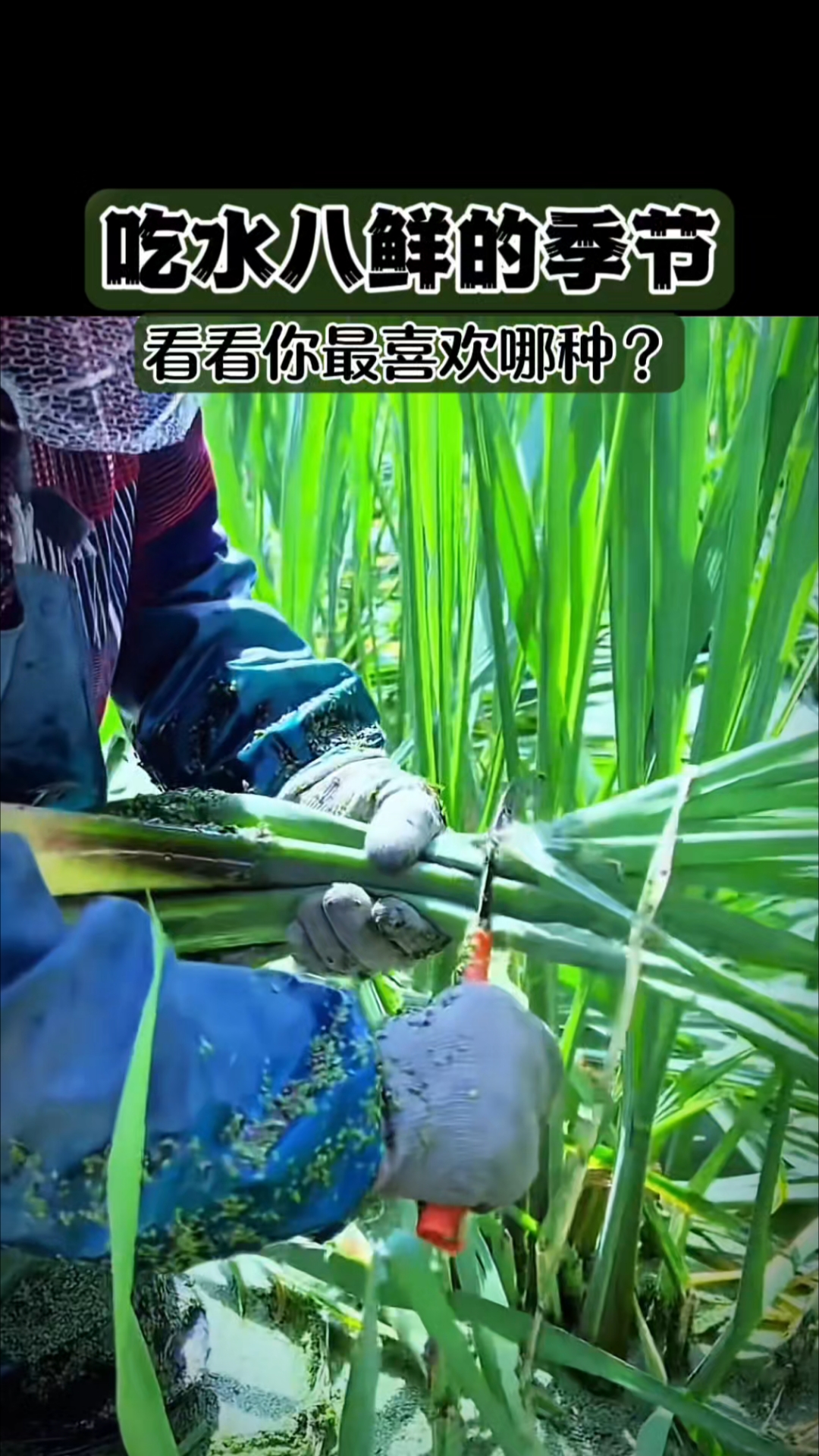 水八鲜里的莼菜，到底有多少人吃过？好不好吃？农特产