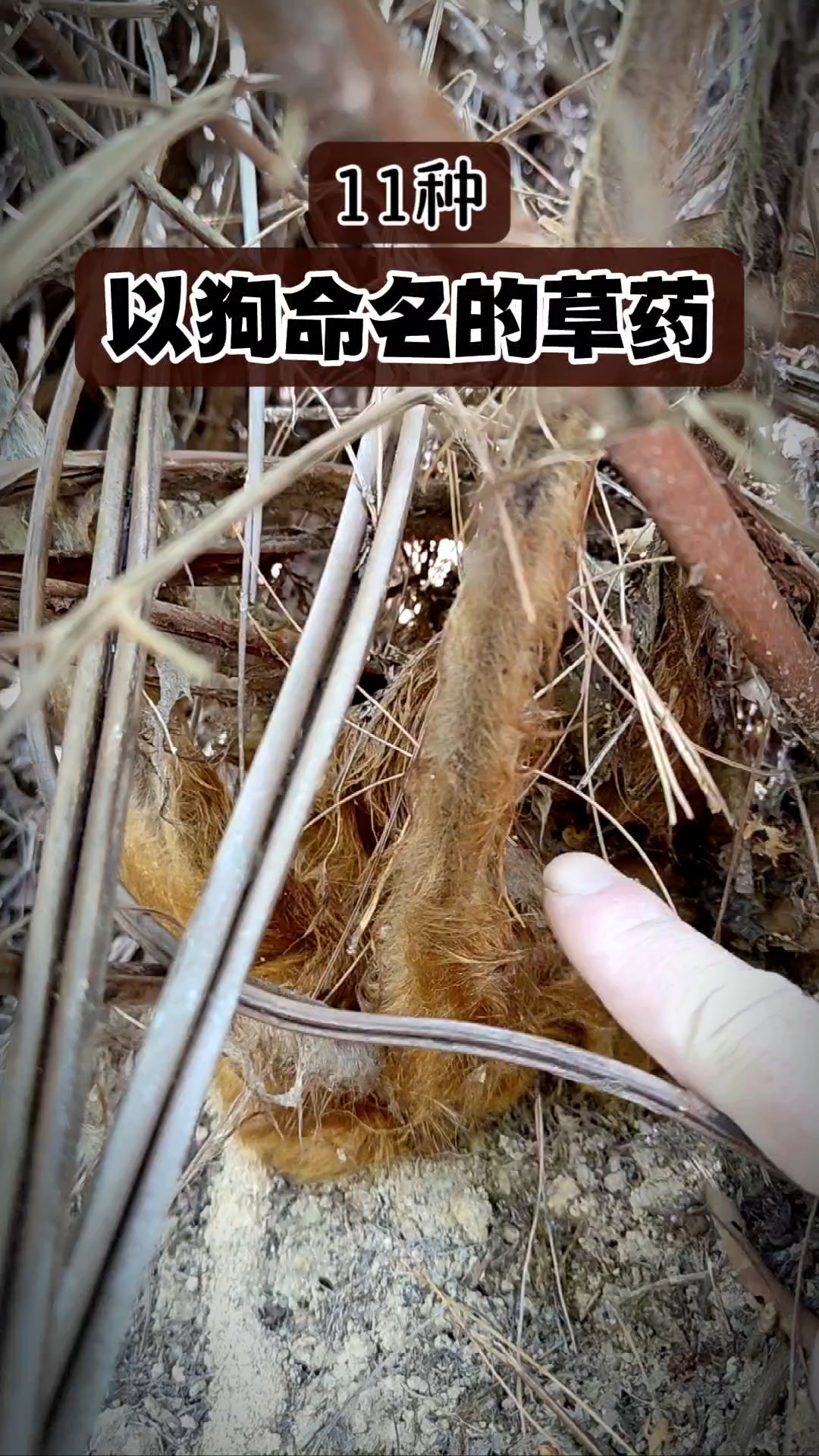 以狗命名的中草药#趣味本草#十二生肖本草