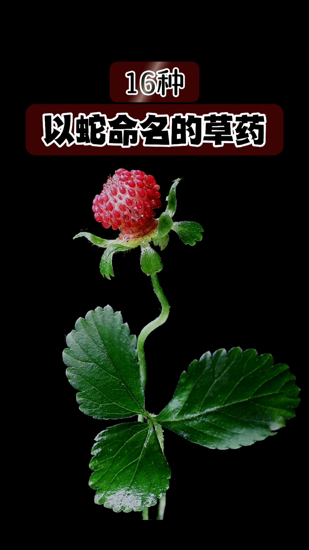 以蛇命名的草药,有的是看形状,有的是看作用#趣味本草十二生肖