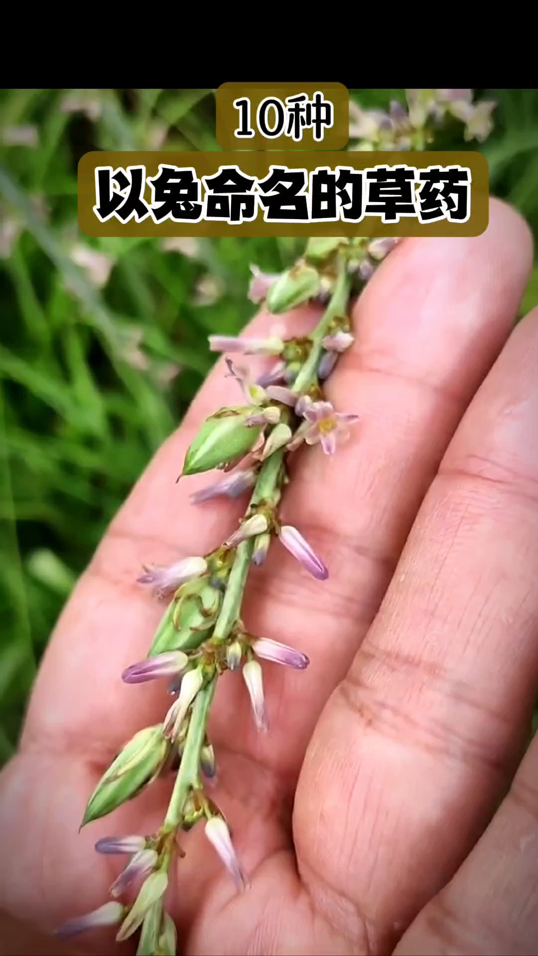 以兔命名的草药#十二生肖#趣味本草