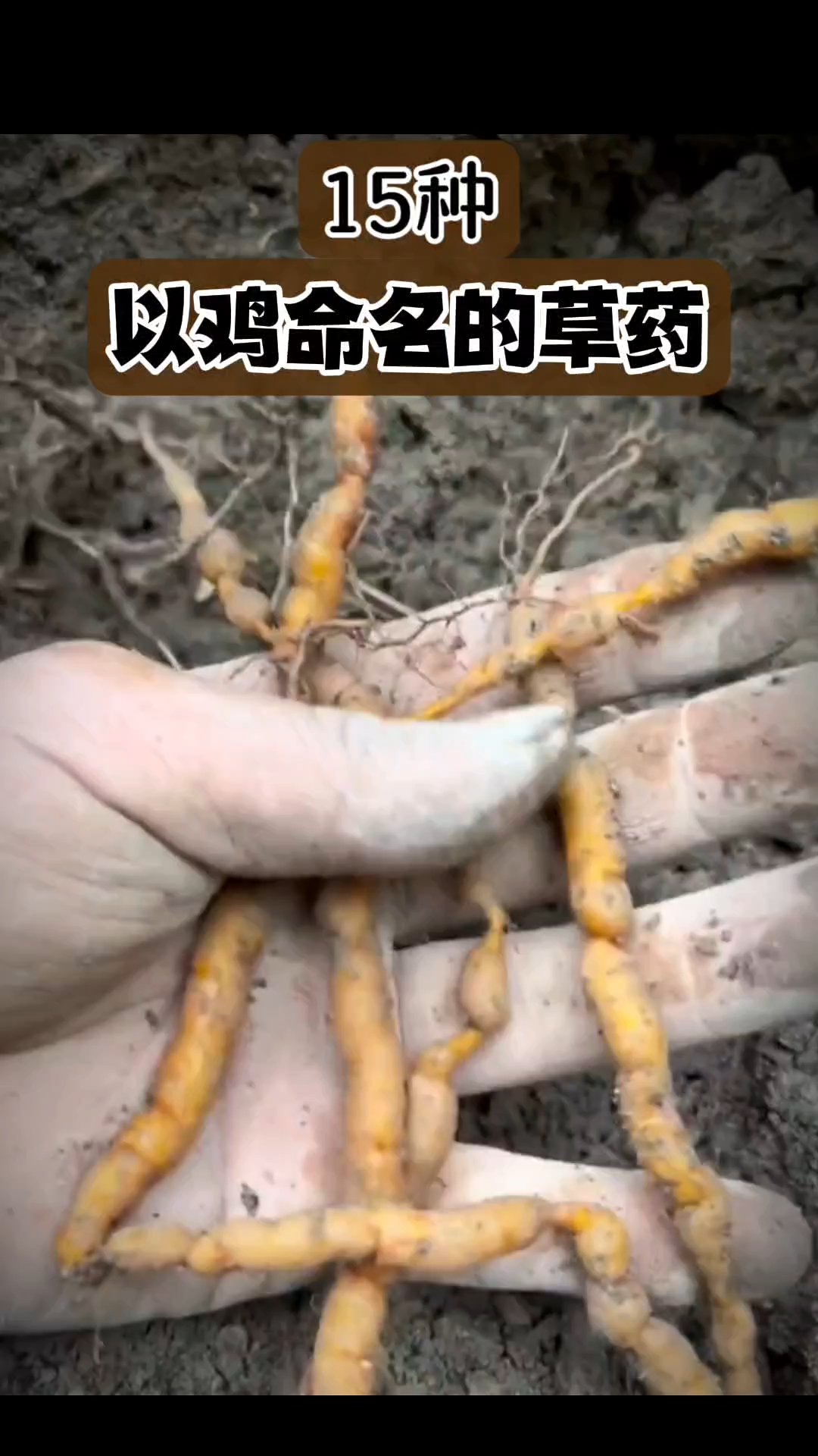 以鸡命名的草药#十二生肖#趣味本草