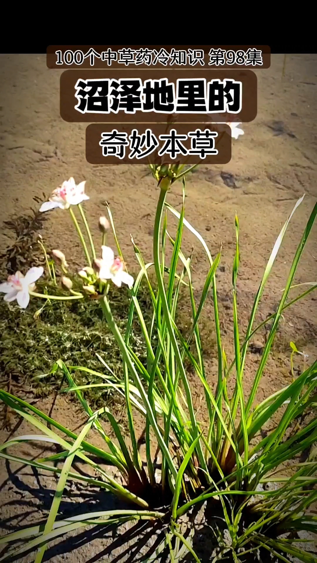 长在沼泽里,似水生,似陆生#中草药趣味冷知识