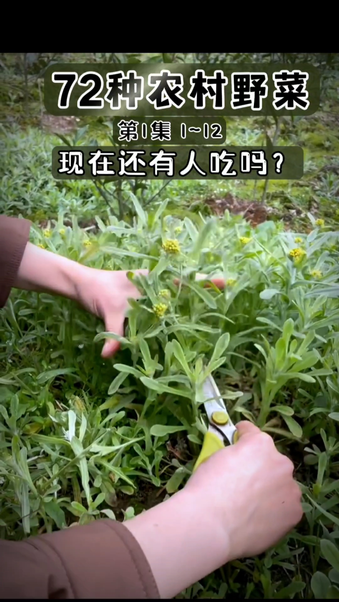 农村野菜,有人吃过吗#美食#农村#记忆