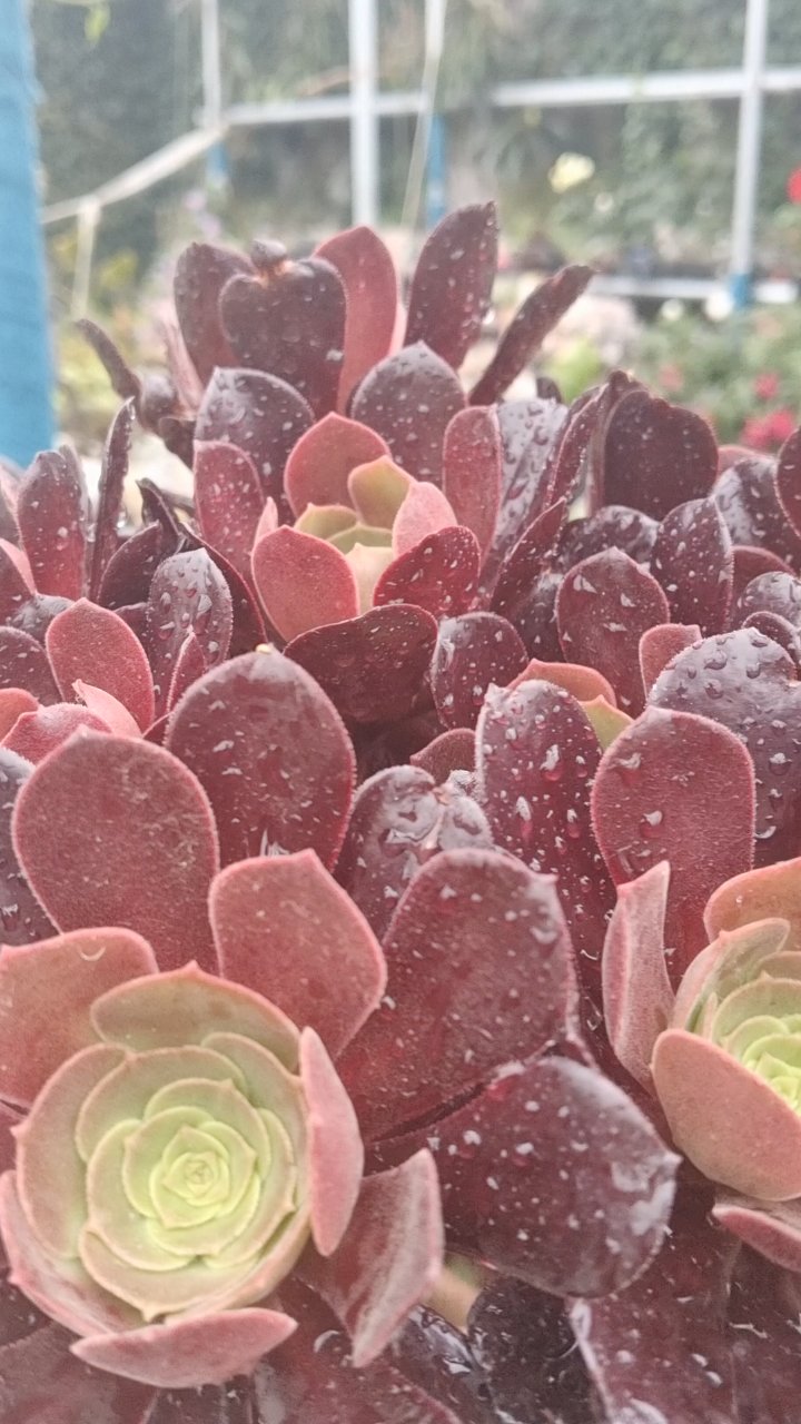 美杜莎的魔法绿焰:一株颠覆想象的多肉传奇 当多肉界的“暗黑女