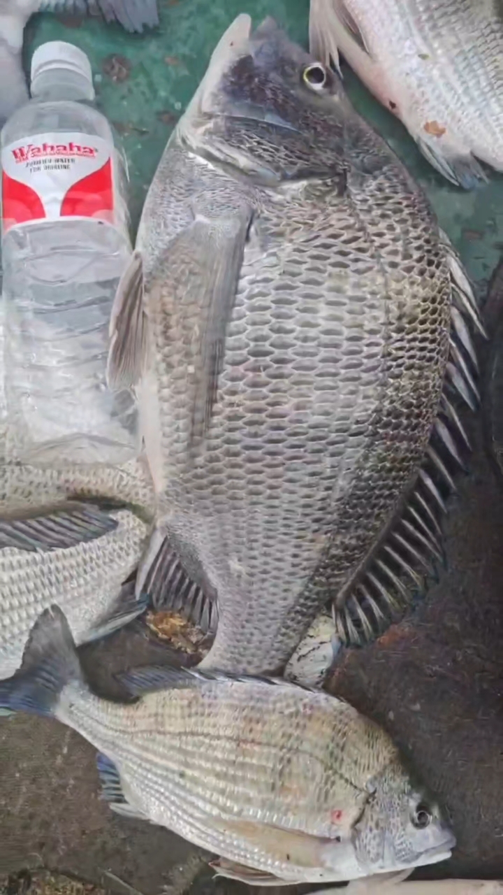 2月14在鱼山岛和美人鱼约会,有多大勇气,整个鱼山岛我们包下