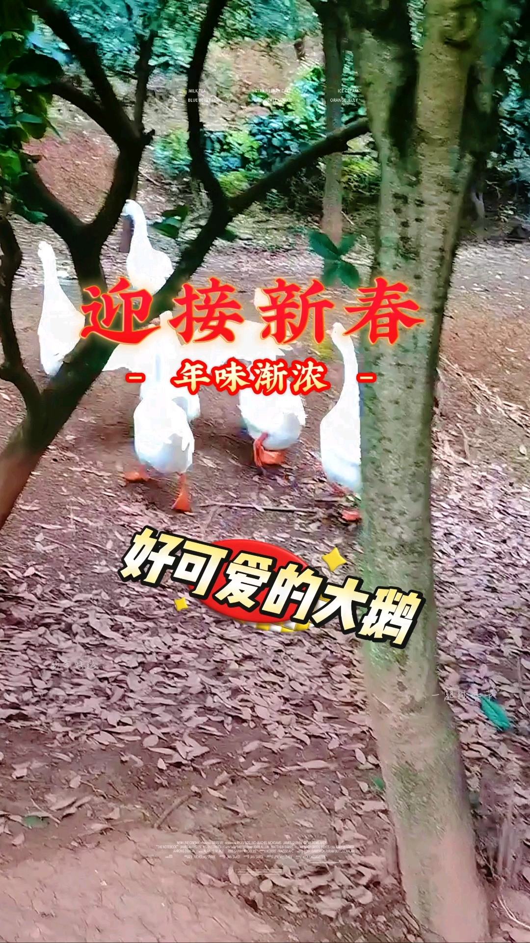 喜迎新春,可爱的大鹅来滋补#大鹅#农家菜#