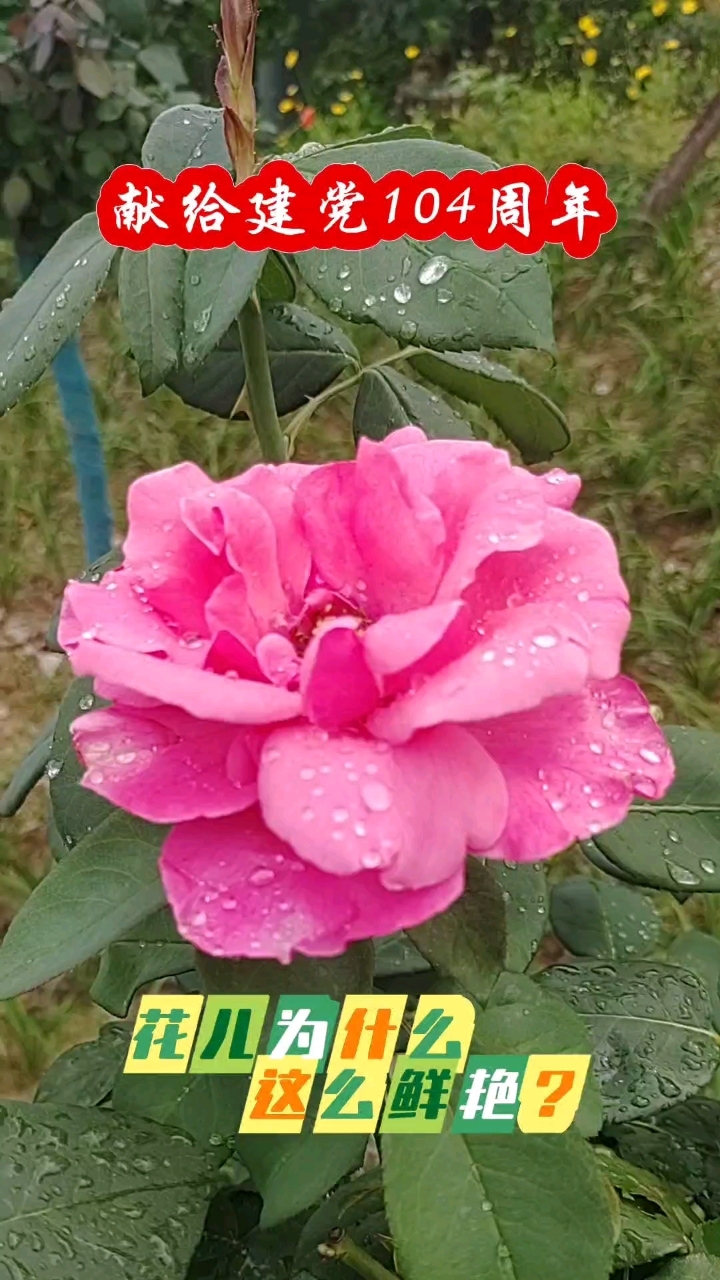 庆祝建党104周年:花儿为什么这么鲜艳?