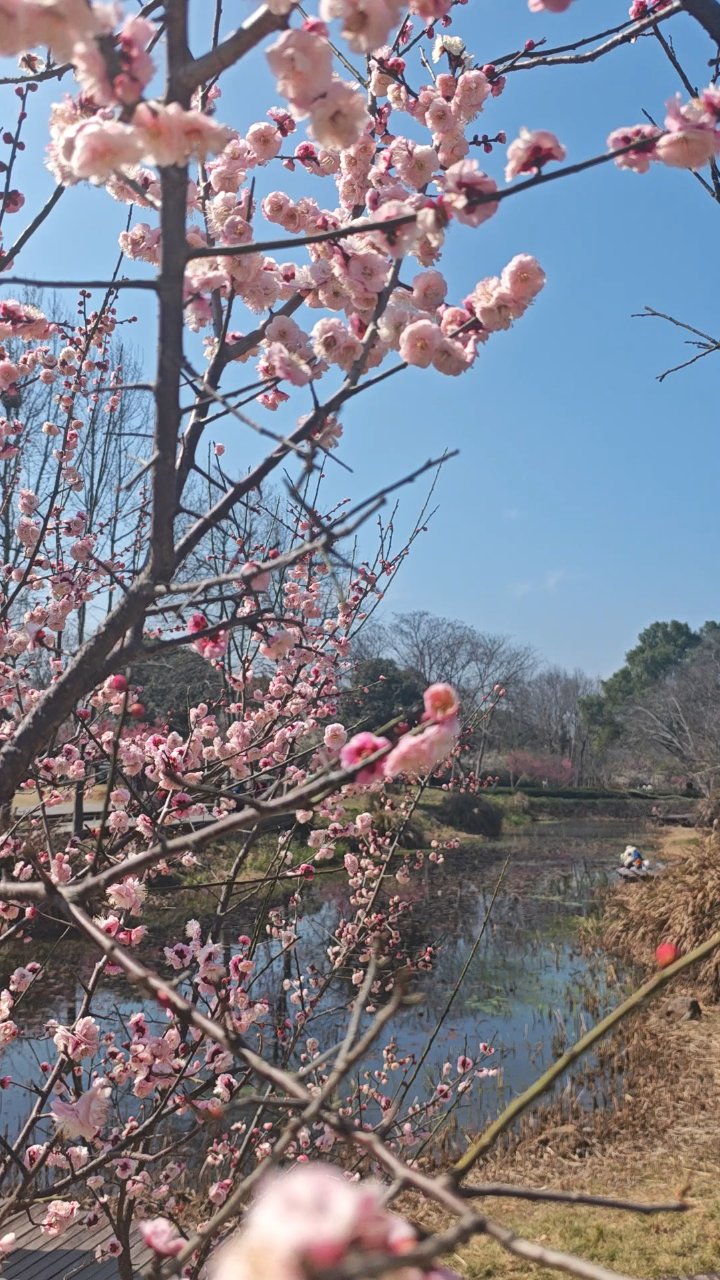 知道梅花可以食用吗?